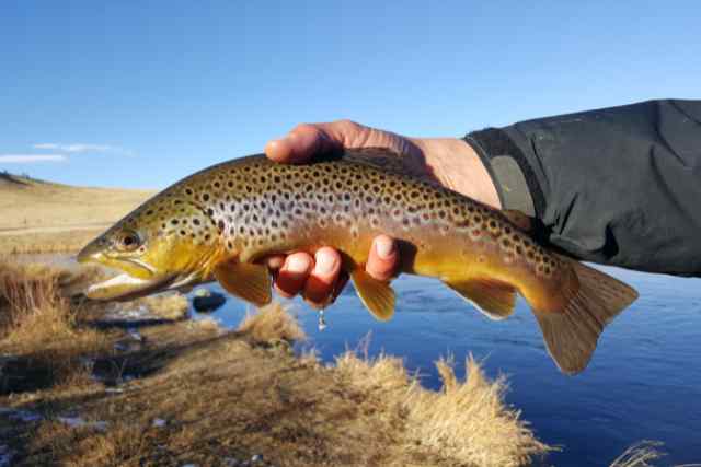 Trout Fishing in Rivers vs. Lakes: Which Is Better?